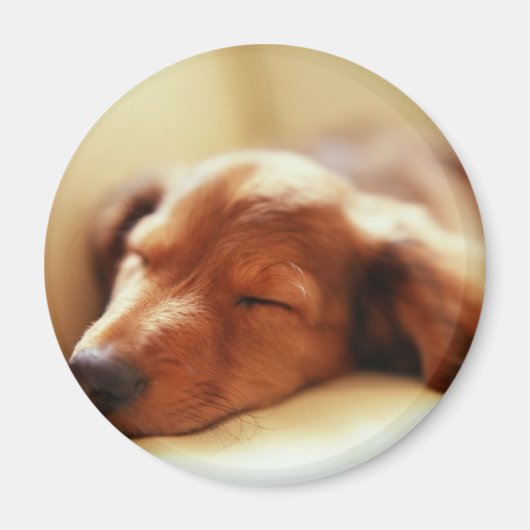 Dachshund slapen magneet (Voorkant)