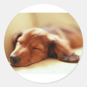 Dachshund slapen ronde sticker