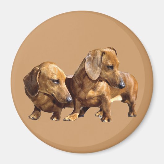 Dachshund Smoothies Magnet (Voorkant)