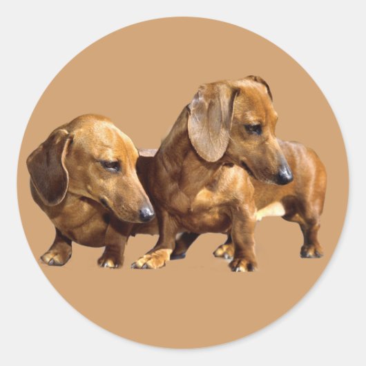 Dachshund Smoothies Sticker (Voorkant)
