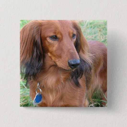 Dachshund Square Pin Vierkante Button 5,1 Cm (Voorkant)