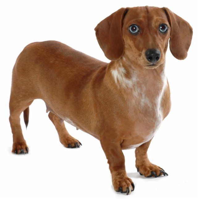 Dachshund Staand Fotobeeldje (Voorkant)