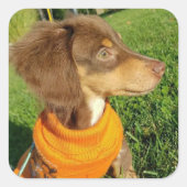 Dachshund Stickers (Voorkant)