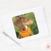 Dachshund Stickers (Envelop)