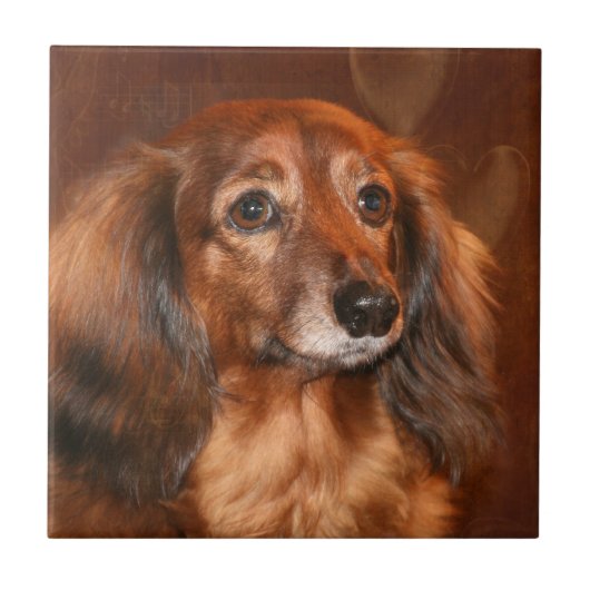 Dachshund Tegeltje (Voorkant)