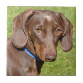 Dachshund Tegeltje (Voorkant)