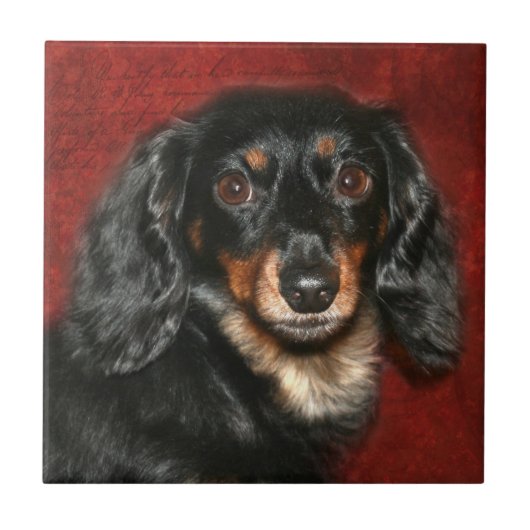 Dachshund Tegeltje (Voorkant)