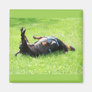 Dachshund - TGIF Magneet