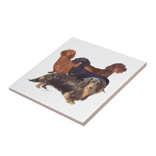Dachshund Varieties Tegeltje (Zijkant)