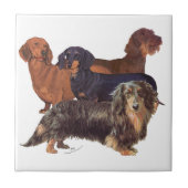 Dachshund Varieties Tegeltje (Voorkant)