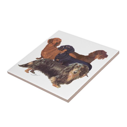 Dachshund Varieties Tegeltje (Zijkant)