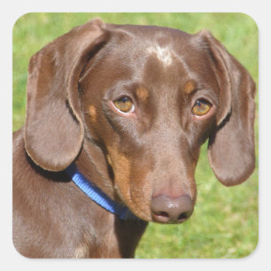Dachshund Vierkante Sticker