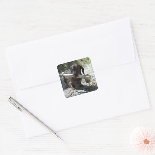 Dachshund Vierkante Sticker (Envelop)