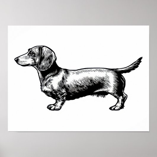 Dachshund Vintage Gravure Illustratie Poster (Voorkant)