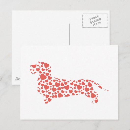 Dachshund Wirehaered Briefkaart (Voorkant / Achterkant)