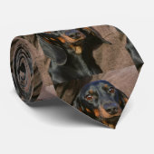 dachshund-zwart en tan stropdas (Opgerold)