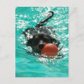 Dachshund zwemmen! briefkaart (Voorkant)