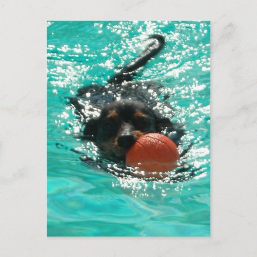 Dachshund zwemmen! briefkaart (Voorkant)