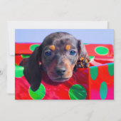 Dachshundpuppy in cadeaudoos (Voorkant)