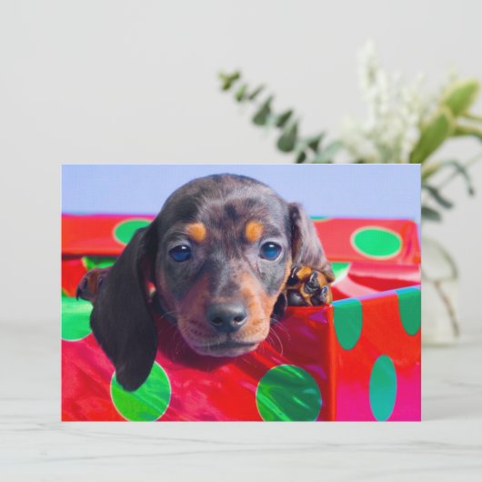 Dachshundpuppy in cadeaudoos (Staand voorkant)