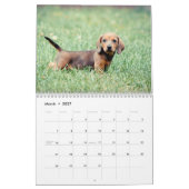 Dachshunds 2015 kalender (Mar 2027)