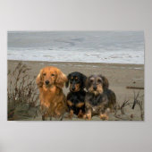 Dachshunds Closeup Beach Poster (Voorkant)