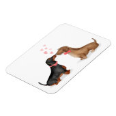Dachshunds in love fridge magnet (twee jongens) magneet (Linkerzijde)
