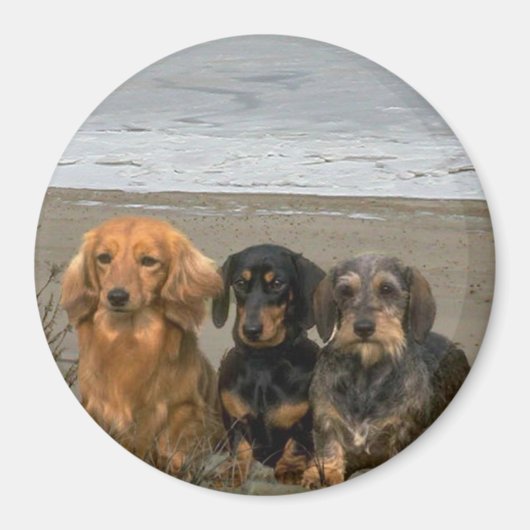 Dachshunds magneet op het strand (Voorkant)