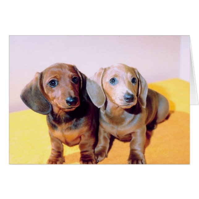 Dachsund Puppies (Voorkant Horizontaal)
