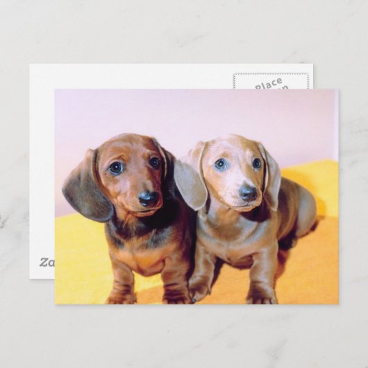 Dachsund Puppies Briefkaart (Voorkant / Achterkant)