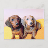 Dachsund Puppies Briefkaart (Voorkant)