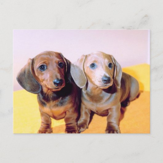 Dachsund Puppies Briefkaart (Voorkant)