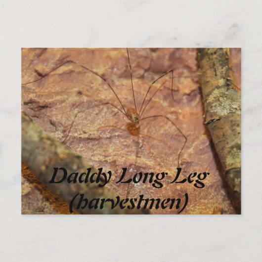 Daddy Long Leg (Harvestmen) Spider Briefkaart (Voorkant)