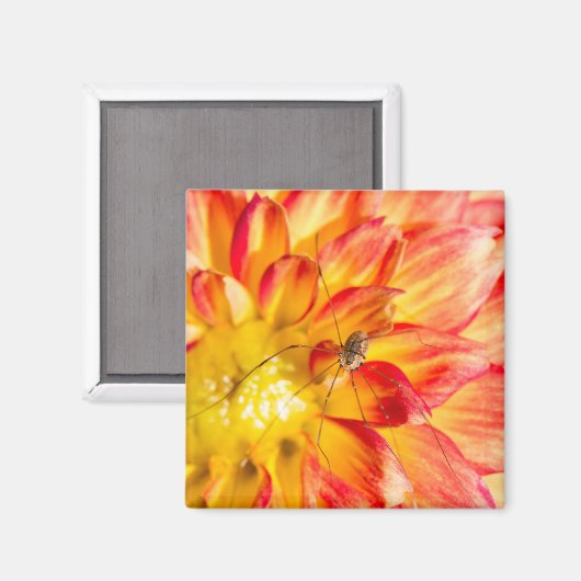 Daddy Long Legs op gele rode Dahlia Magneet (Voorkant / Achterkant)