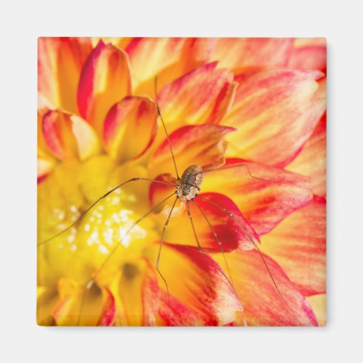 Daddy Long Legs op gele rode Dahlia Magneet (Voorkant)