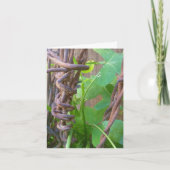 Daddy's Barbed Wire Kaart (Voorkant)