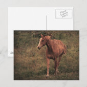 Dader Briefkaart (Voorkant / Achterkant)