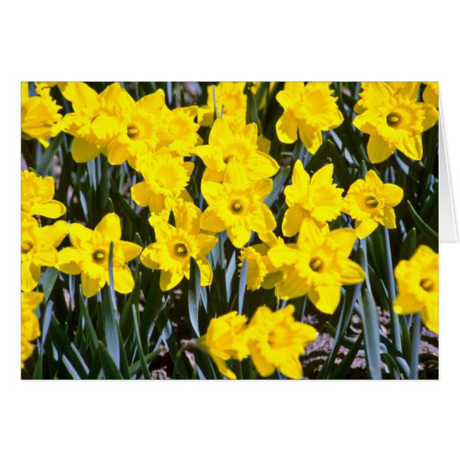 Daffodiesbloemen (Voorkant Horizontaal)