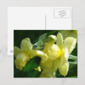 Daffodieten met waterdruppeltjes briefkaart (Voorkant / Achterkant)