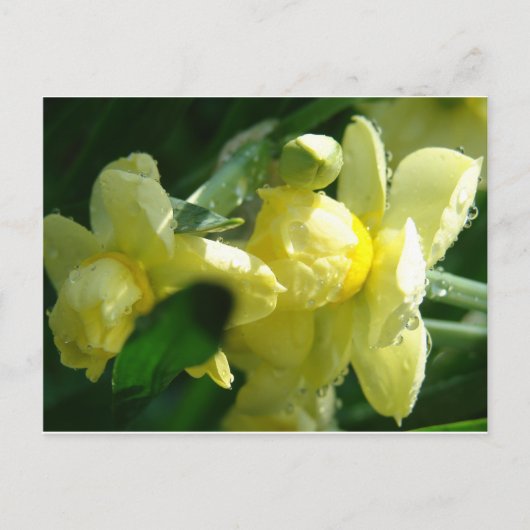 Daffodieten met waterdruppeltjes briefkaart (Voorkant)