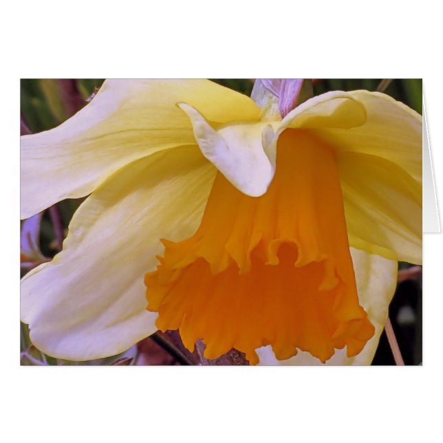 Daffodil (Voorkant Horizontaal)