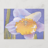 Daffodil 2003 briefkaart (Voorkant)