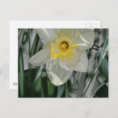 Daffodil 2015 briefkaart (Voorkant / Achterkant)