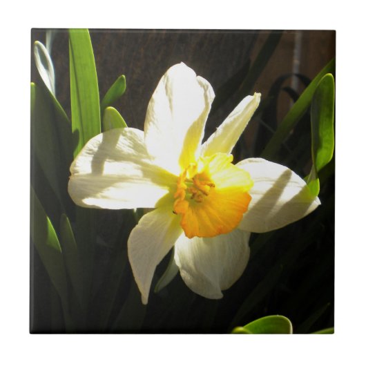 Daffodil bij Daybreak Tegel Tegeltje (Voorkant)