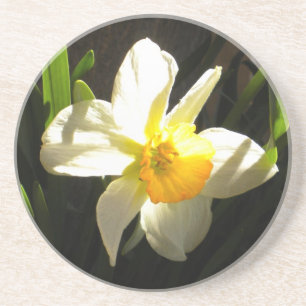 Daffodil bij Onderzetter overdag