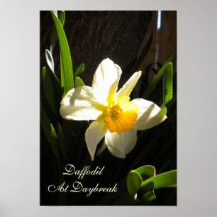 Daffodil bij Poster overdag