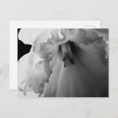 Daffodil Black en White Photography Briefkaart (Voorkant / Achterkant)