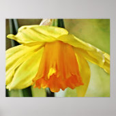 Daffodil Bloem Geel Fotografische Art Print (Voorkant)