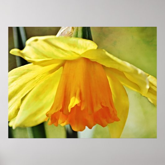 Daffodil Bloem Geel Fotografische Art Print (Voorkant)