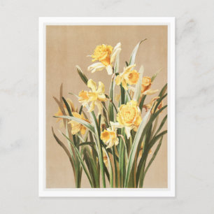 daffodil Briefkaart